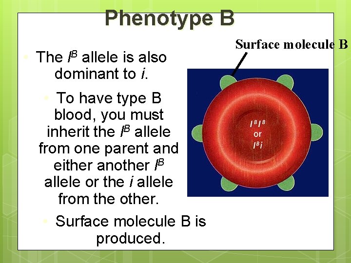 Phenotype B • The l. B allele is also dominant to i. • To