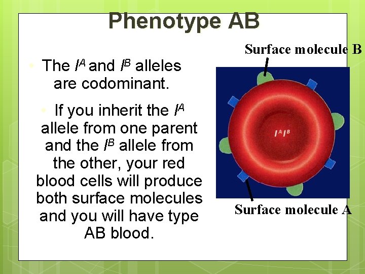 Phenotype AB • The l. A and l. B alleles are codominant. • If