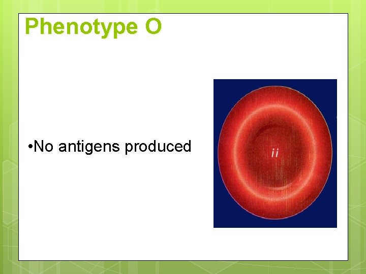 Phenotype O • No antigens produced 