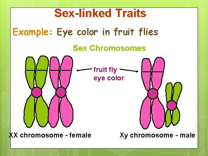 Sex-linked Traits Example: Eye color in fruit flies Sex Chromosomes fruit fly eye color