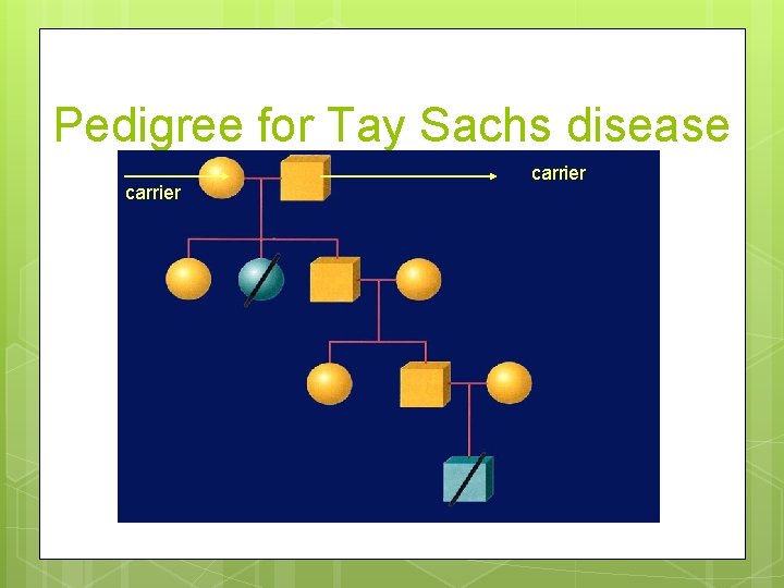 Pedigree for Tay Sachs disease carrier 