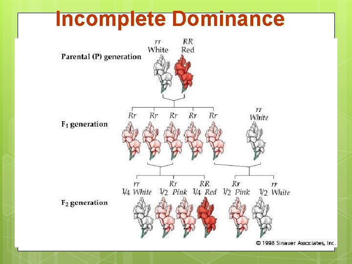 Incomplete Dominance 