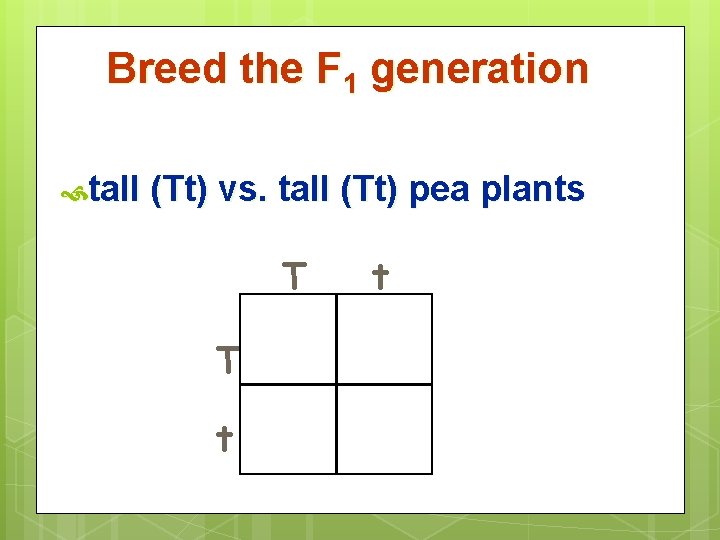 Breed the F 1 generation tall (Tt) vs. tall (Tt) pea plants T T