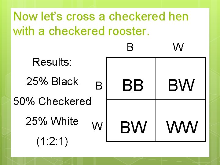 Now let’s cross a checkered hen with a checkered rooster. B W B BB