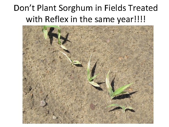 Don’t Plant Sorghum in Fields Treated with Reflex in the same year!!!! 