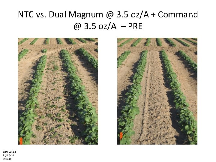 NTC vs. Dual Magnum @ 3. 5 oz/A + Command @ 3. 5 oz/A