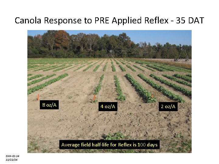 Canola Response to PRE Applied Reflex - 35 DAT 8 oz/A 4 oz/A Average