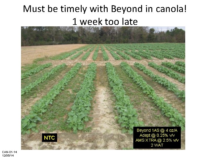 Must be timely with Beyond in canola! 1 week too late NTC CAN-01 -14