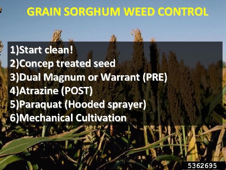 GRAIN SORGHUM WEED CONTROL 1)Start clean! 2)Concep treated seed 3)Dual Magnum or Warrant (PRE)