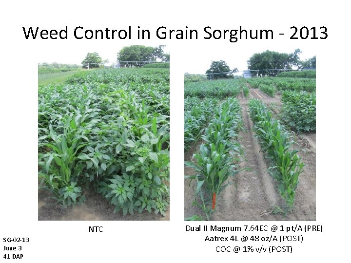 Weed Control in Grain Sorghum - 2013 NTC SG-02 -13 June 3 41 DAP