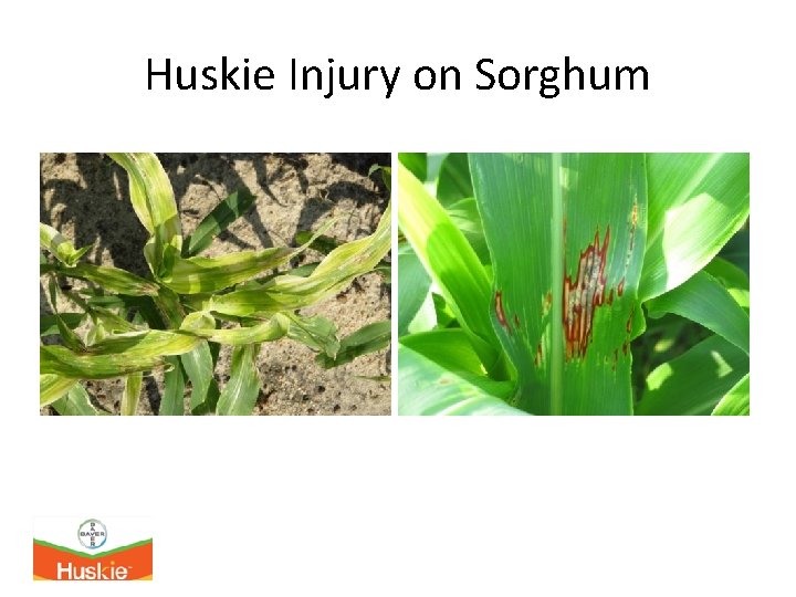 Huskie Injury on Sorghum 