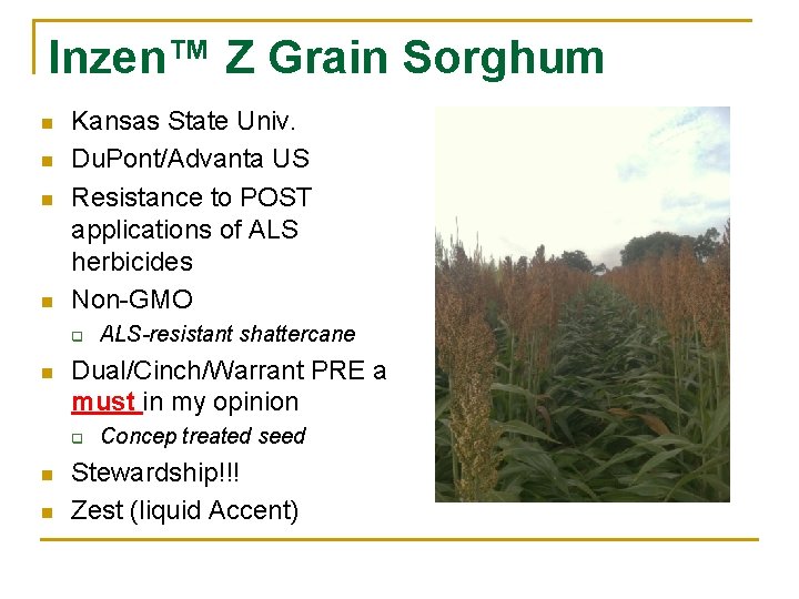 Inzen™ Z Grain Sorghum n n Kansas State Univ. Du. Pont/Advanta US Resistance to