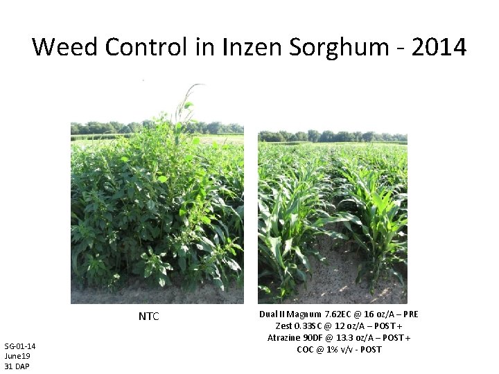 Weed Control in Inzen Sorghum - 2014 NTC SG-01 -14 June 19 31 DAP