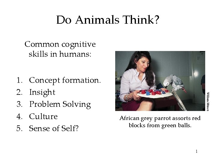 Do Animals Think? Common cognitive skills in humans: Concept formation. Insight Problem Solving Culture
