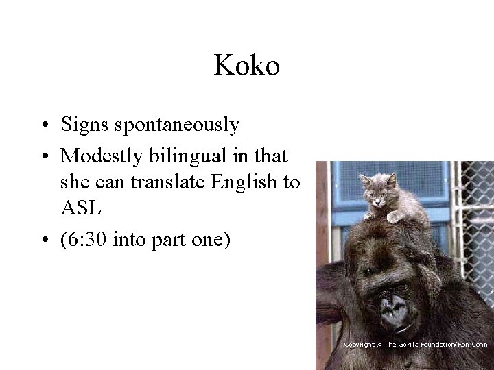 Koko • Signs spontaneously • Modestly bilingual in that she can translate English to
