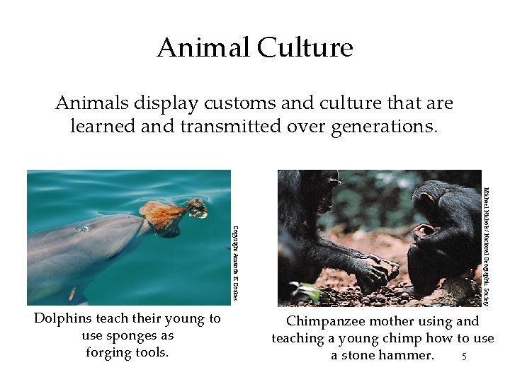 Animal Culture Animals display customs and culture that are learned and transmitted over generations.