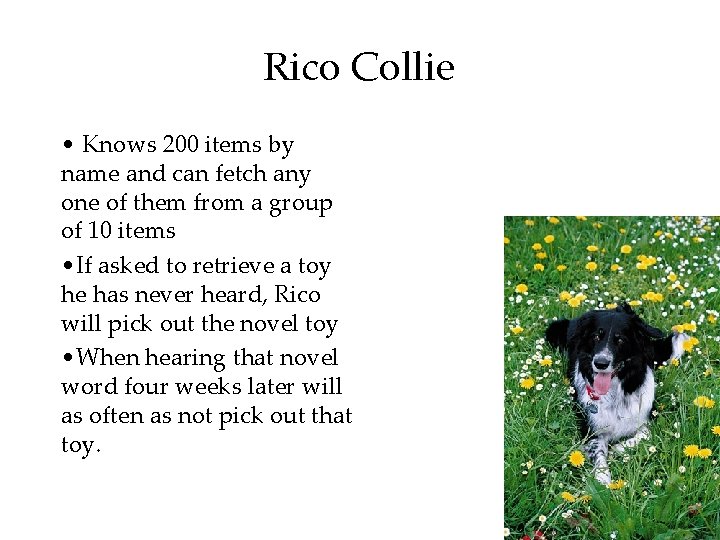Rico Collie • Knows 200 items by name and can fetch any one of