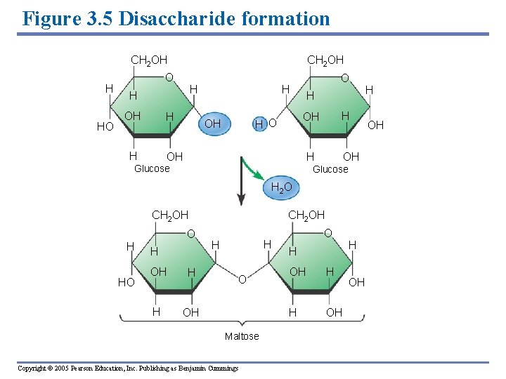 Figure 3. 5 Disaccharide formation CH 2 OH H HO CH 2 OH O