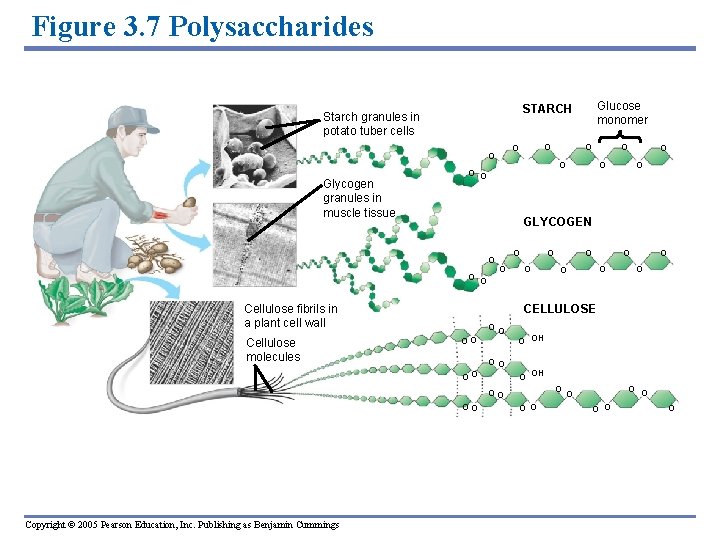 Figure 3. 7 Polysaccharides O O GLYCOGEN O O Cellulose fibrils in a plant