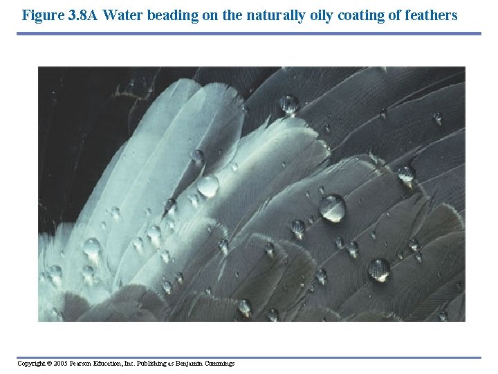 Figure 3. 8 A Water beading on the naturally oily coating of feathers Copyright