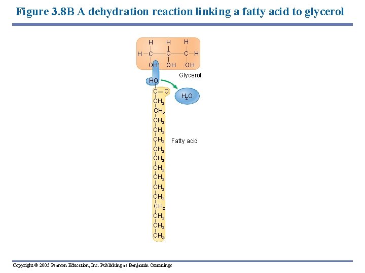 Figure 3. 8 B A dehydration reaction linking a fatty acid to glycerol H