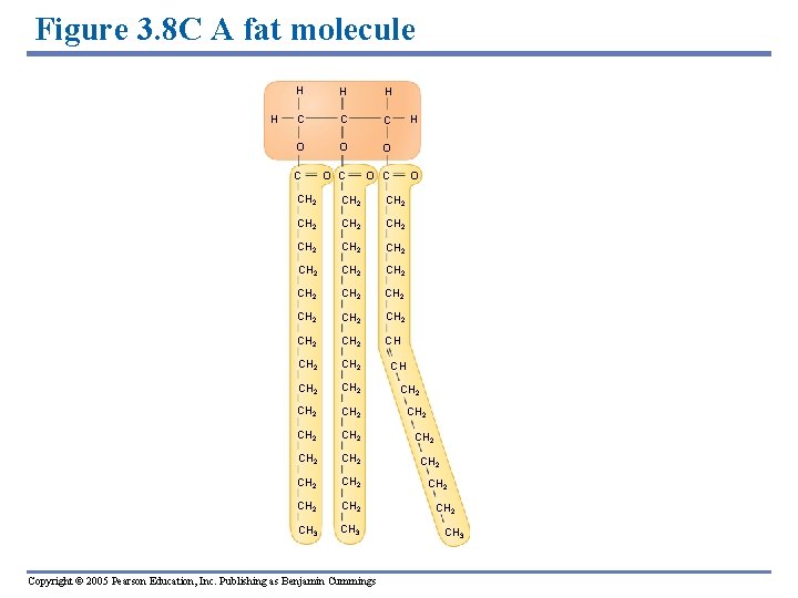 Figure 3. 8 C A fat molecule H H C C C O O