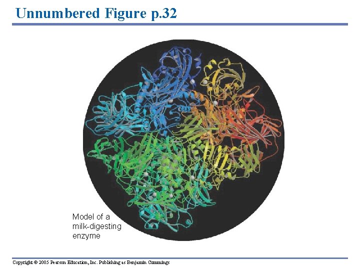 Unnumbered Figure p. 32 Model of a milk-digesting enzyme Copyright © 2005 Pearson Education,