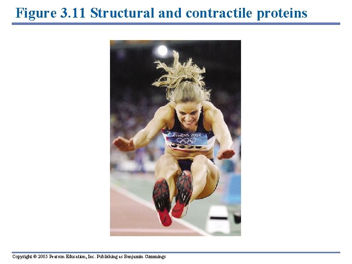 Figure 3. 11 Structural and contractile proteins Copyright © 2005 Pearson Education, Inc. Publishing