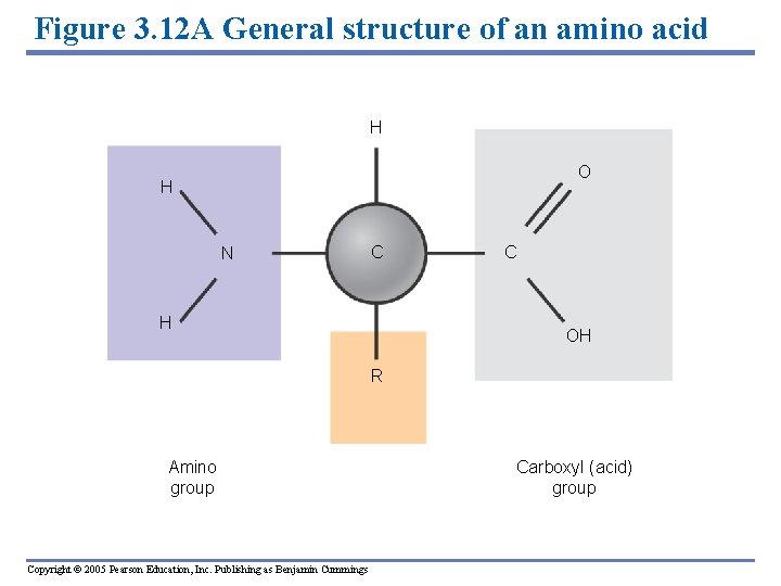 Figure 3. 12 A General structure of an amino acid H O H N