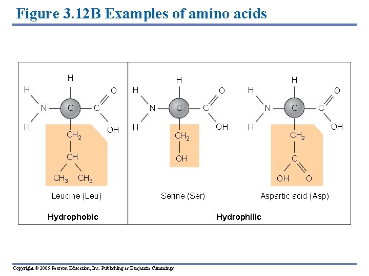 Figure 3. 12 B Examples of amino acids H H H O N H