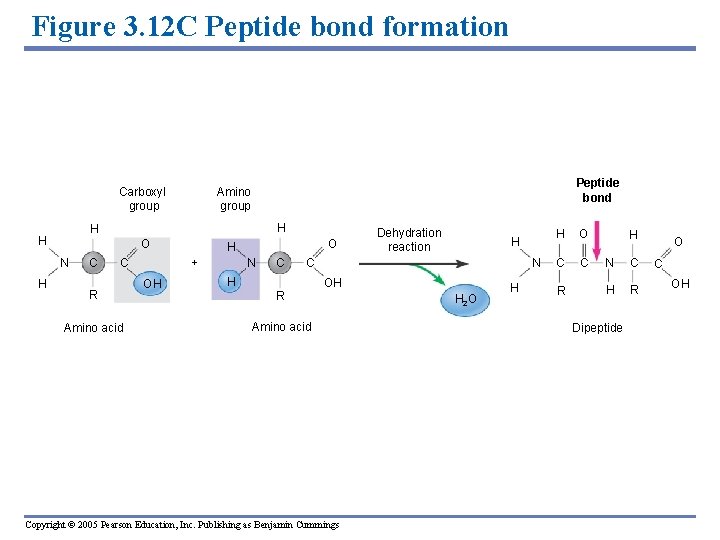 Figure 3. 12 C Peptide bond formation Carboxyl group H H H O N