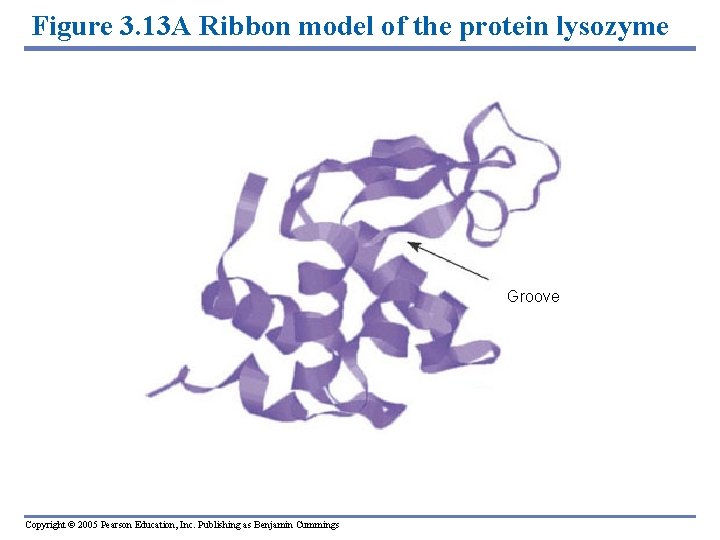 Figure 3. 13 A Ribbon model of the protein lysozyme Groove Copyright © 2005