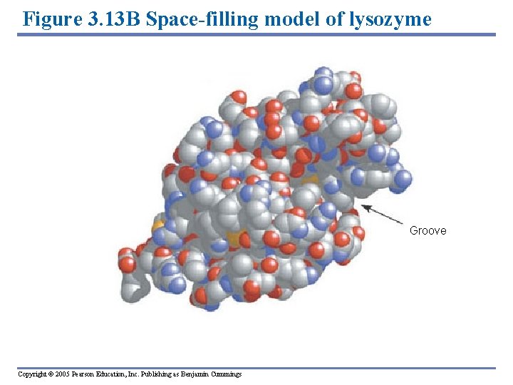 Figure 3. 13 B Space-filling model of lysozyme Groove Copyright © 2005 Pearson Education,