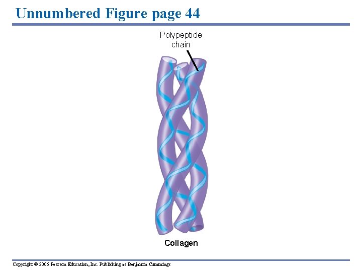 Unnumbered Figure page 44 Polypeptide chain Collagen Copyright © 2005 Pearson Education, Inc. Publishing