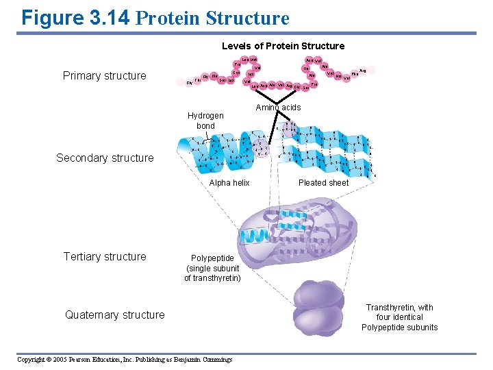 Figure 3. 14 Protein Structure Levels of Protein Structure Pro Primary structure Gly Thr