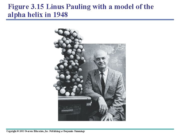 Figure 3. 15 Linus Pauling with a model of the alpha helix in 1948