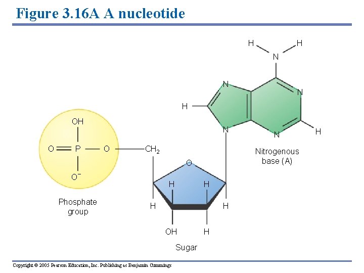 Figure 3. 16 A A nucleotide H H N N N H OH O
