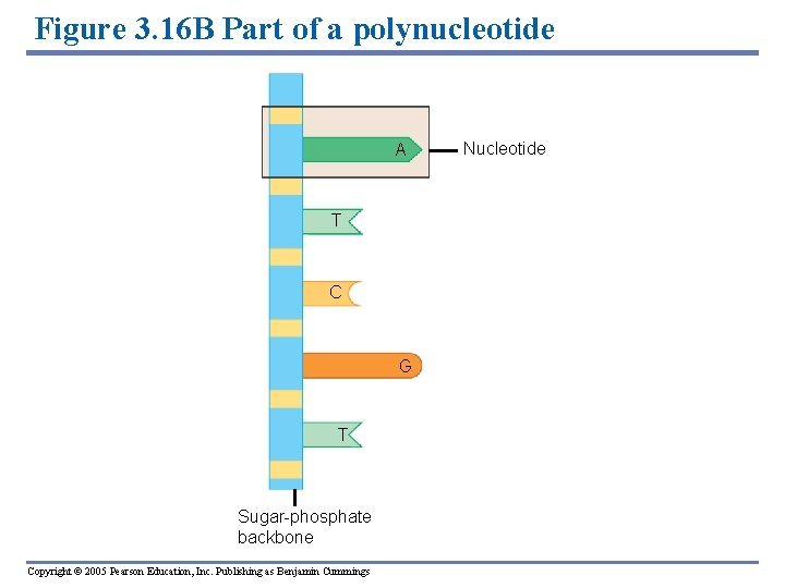 Figure 3. 16 B Part of a polynucleotide A T C G T Sugar-phosphate