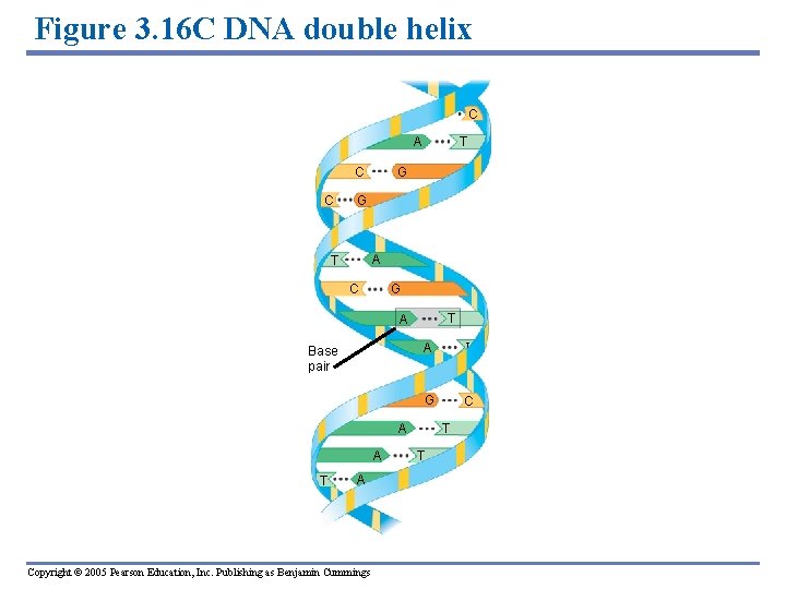 Figure 3. 16 C DNA double helix C A C C T G G