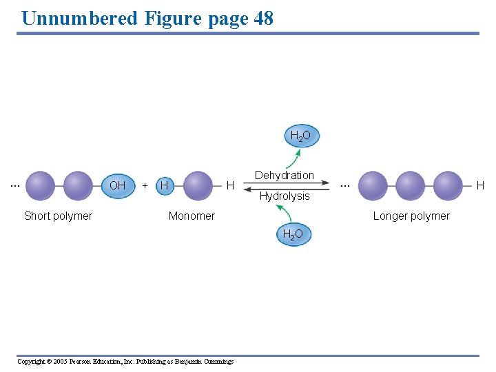 Unnumbered Figure page 48 H 2 O … OH Short polymer + H H