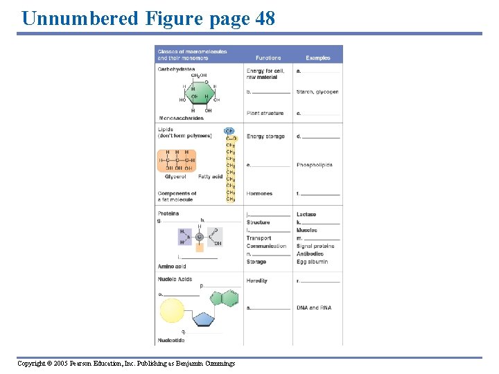 Unnumbered Figure page 48 Copyright © 2005 Pearson Education, Inc. Publishing as Benjamin Cummings