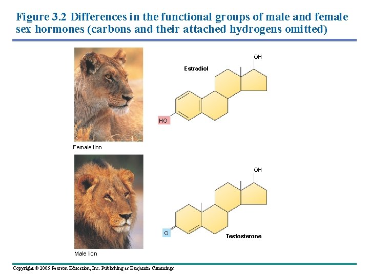 Figure 3. 2 Differences in the functional groups of male and female sex hormones