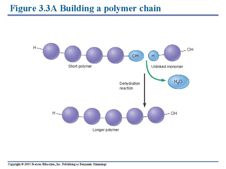 Figure 3. 3 A Building a polymer chain H OH OH Short polymer H
