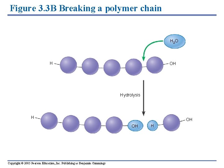 Figure 3. 3 B Breaking a polymer chain H 2 O H OH Hydrolysis