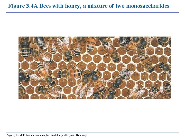 Figure 3. 4 A Bees with honey, a mixture of two monosaccharides Copyright ©