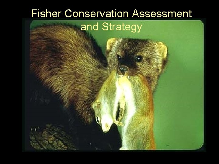 Fisher Conservation Assessment and Strategy Pacific Fisher Style 