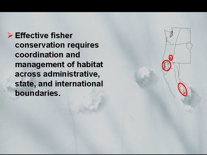 Ø Effective fisher conservation requires coordination and management of habitat across administrative, state, and