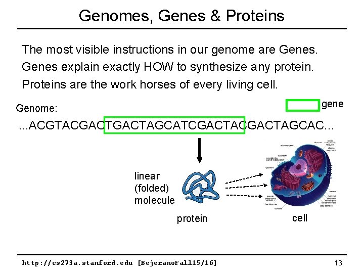 Genomes, Genes & Proteins The most visible instructions in our genome are Genes explain Genomes, Genes & Proteins The most visible instructions in our genome are Genes explain