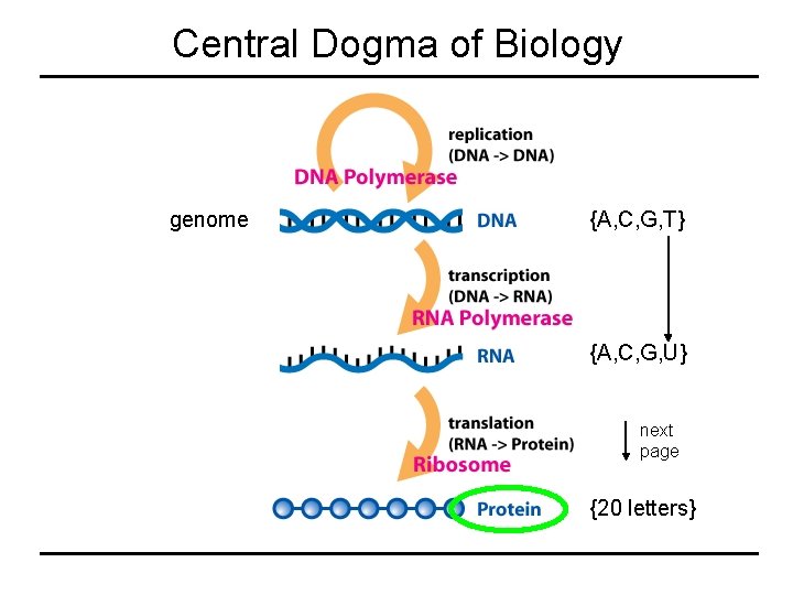 Central Dogma of Biology genome {A, C, G, T} {A, C, G, U} next Central Dogma of Biology genome {A, C, G, T} {A, C, G, U} next