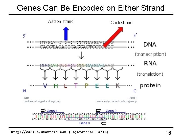 Genes Can Be Encoded on Either Strand Watson strand http: //cs 273 a. stanford. Genes Can Be Encoded on Either Strand Watson strand http: //cs 273 a. stanford.
